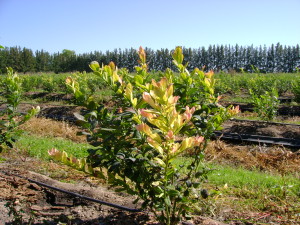 campo arandano