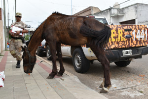 operativo control de maltrato animal