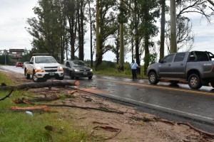 La tormenta causó la caída de árboles (1) - copia