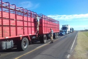 camiones que trasladaban bovinos con garrapatas