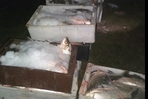 Decomisan 6 mil kilos de pescado en el distrito Ceibas